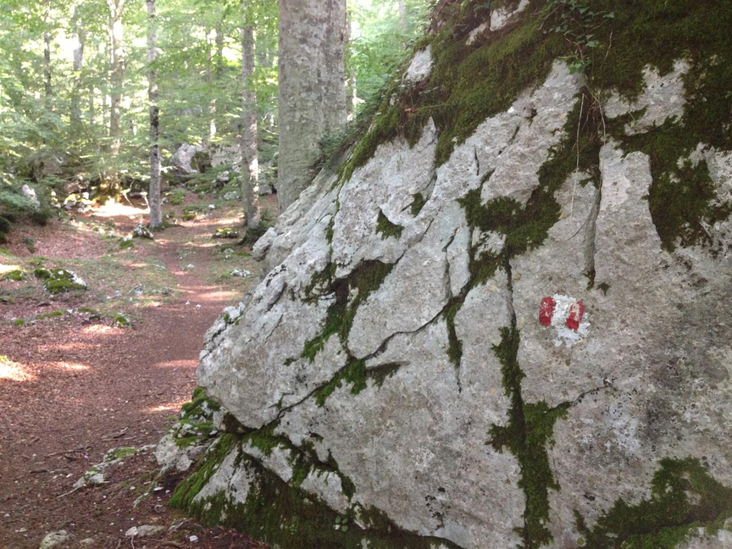 Il bosco delle Carovelle (foto Carlo Finocchietti)