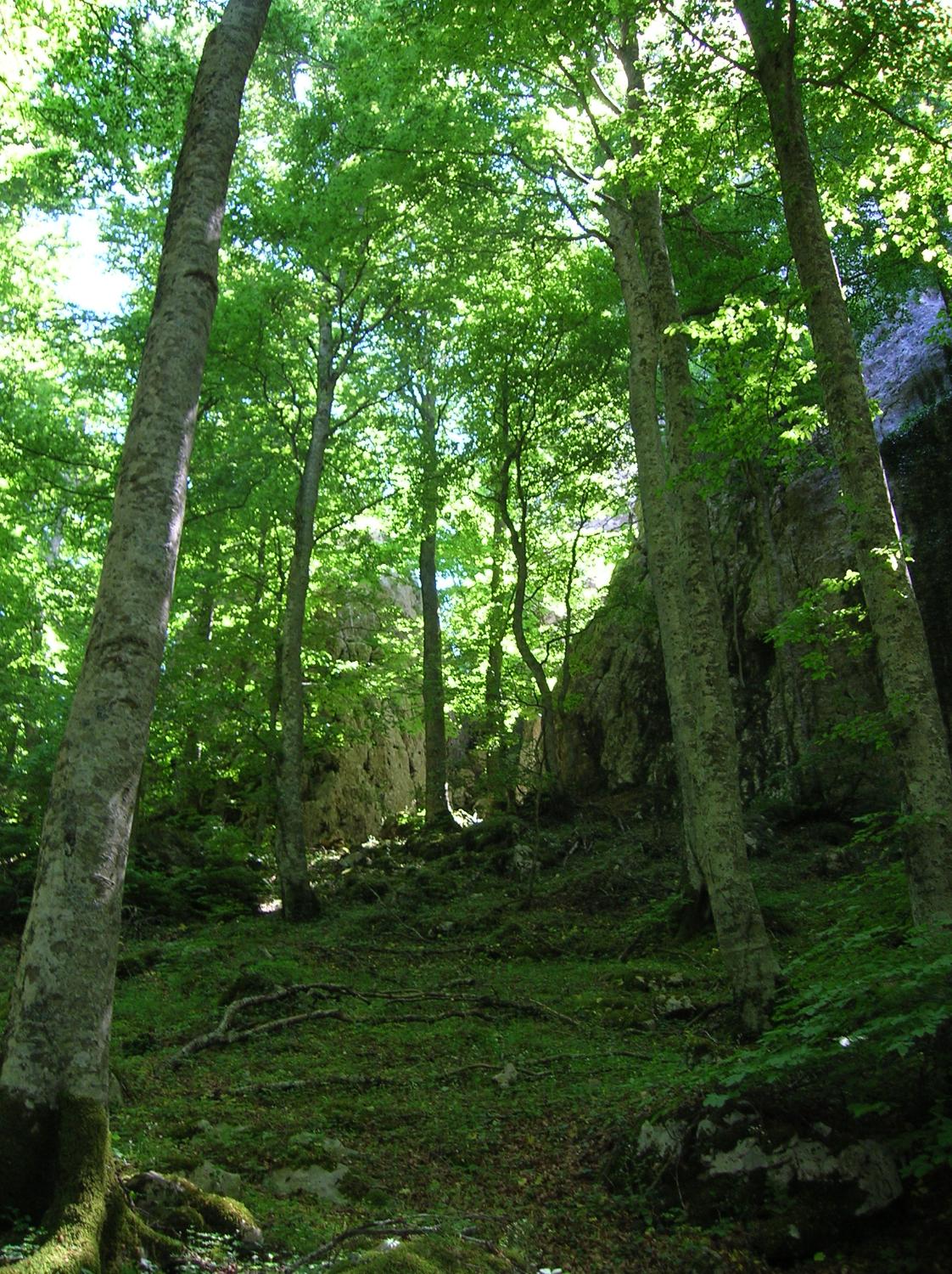 Nel chiostro verde (foto Domenico Cardarelli)