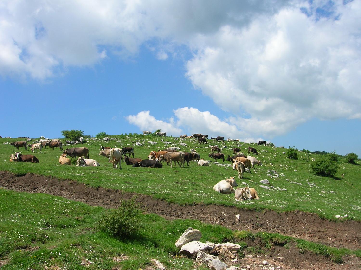 I pascoli della Casella (foto Domenico Cardarelli)