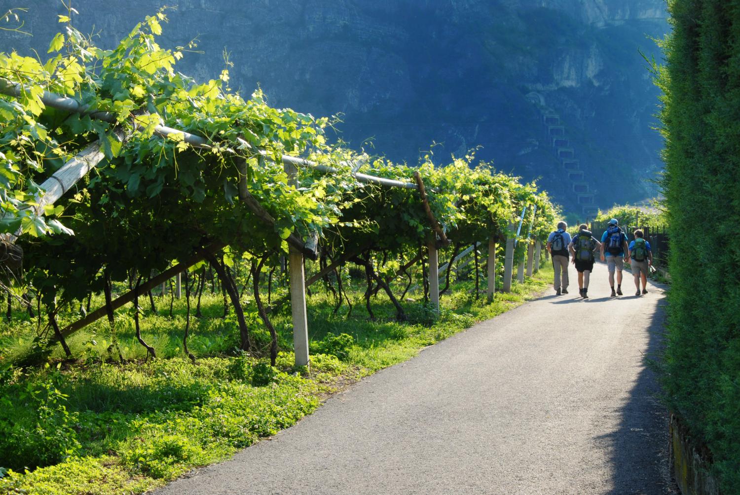 Tra i vigneti di Teroldego (foto Gianni Zotta)