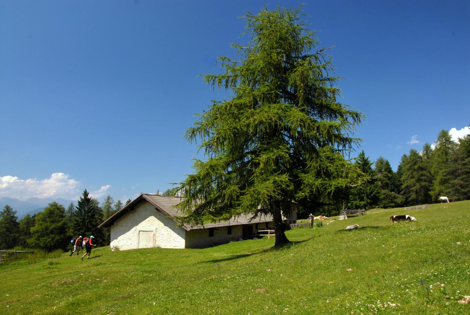 Malga Vervò (foto Gianni Zotta)