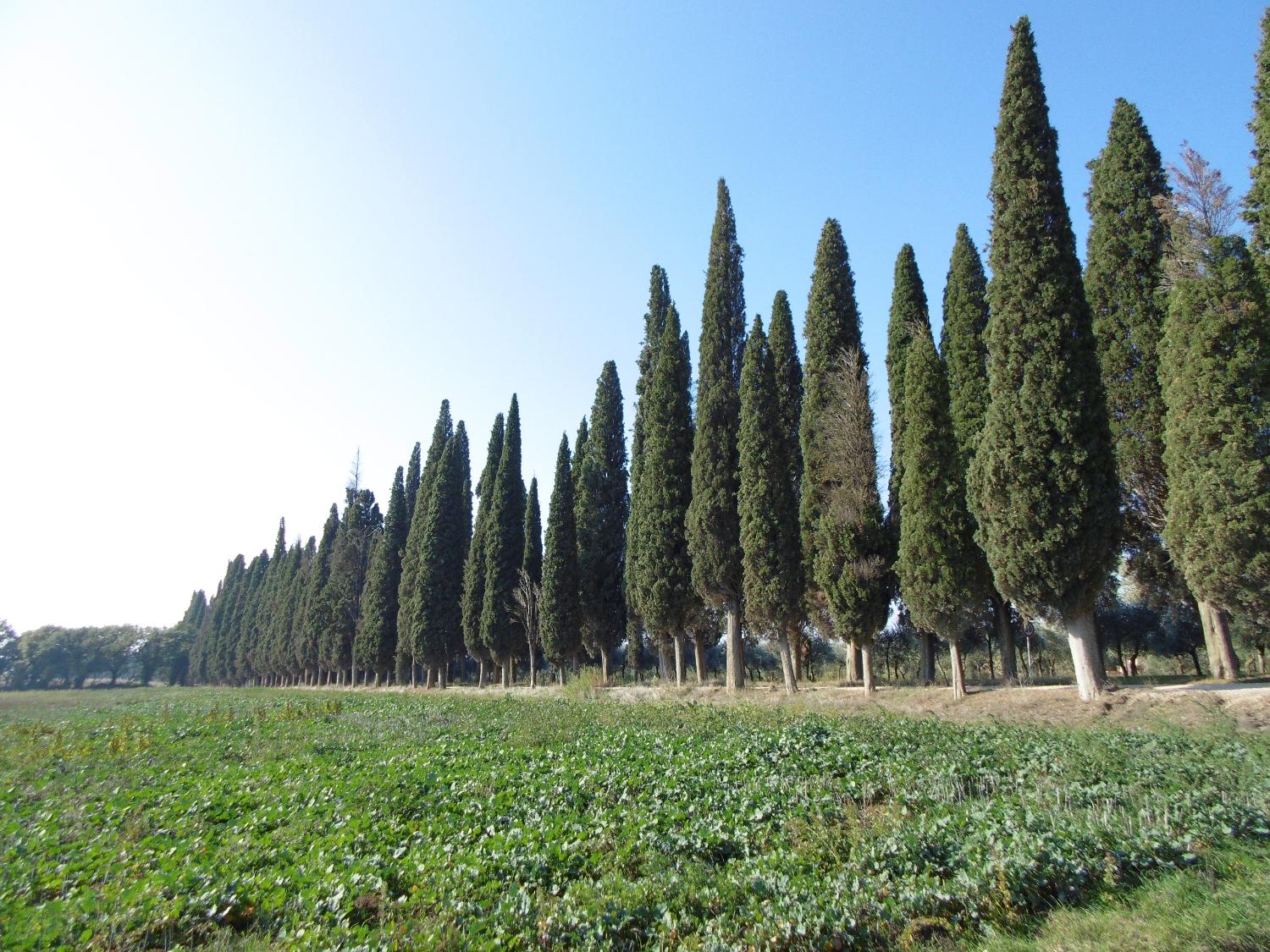 Il viale di cipressi che conduce alla fontana Cerqua del Prete (foto Stefano Binucci)