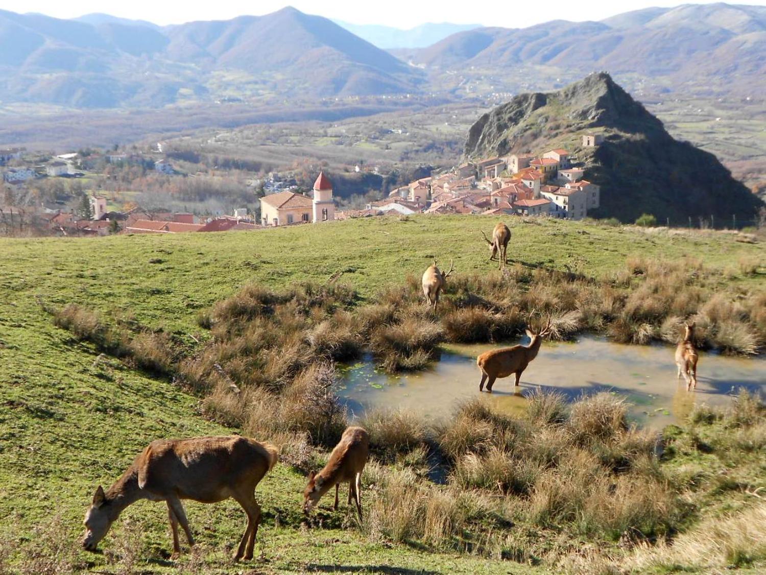 L'Area faunistica del Cervo (foto Antonio Coronato)