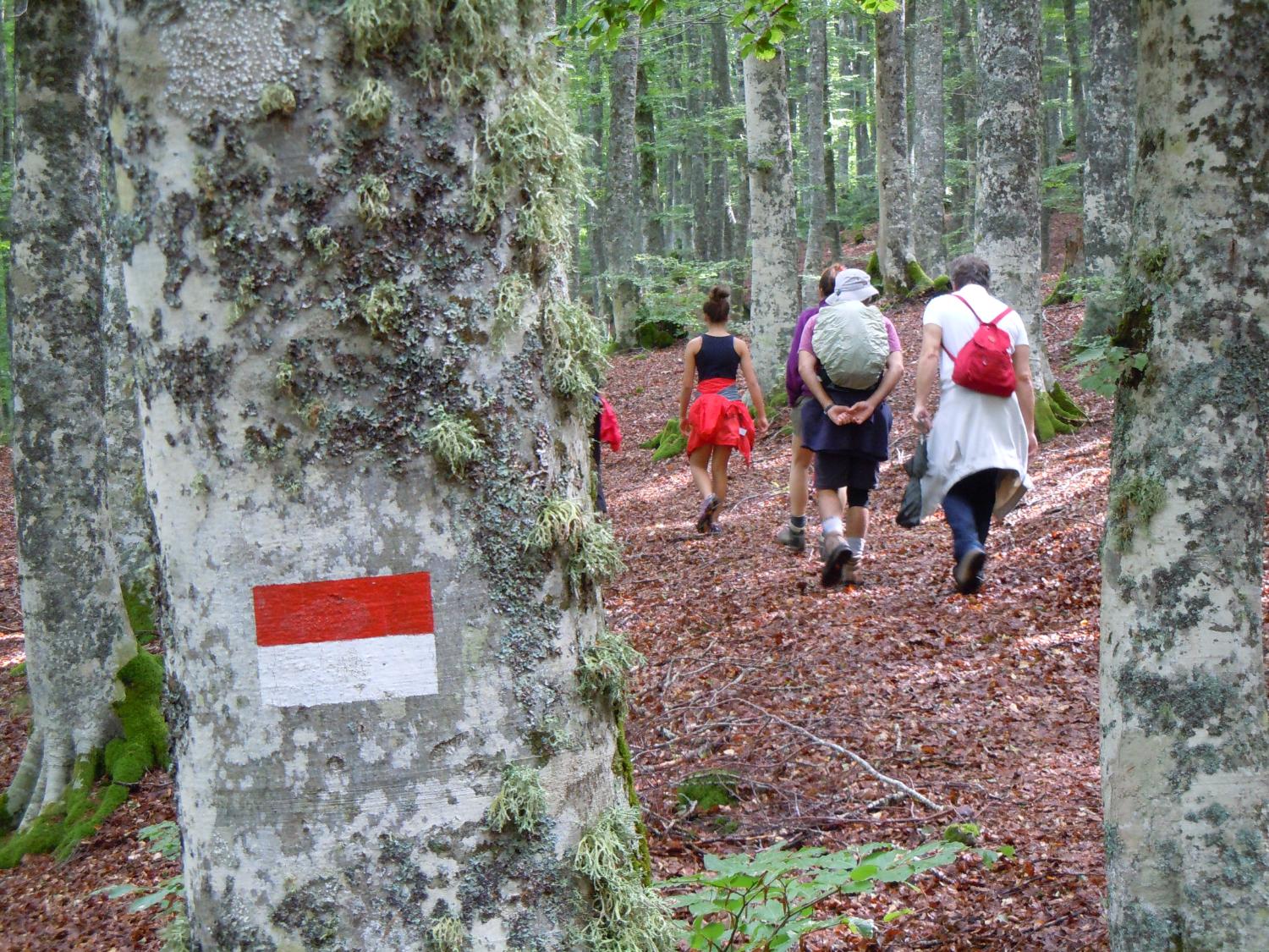 Nel bosco della Costara, lungo la via dell'acqua (foto Antonello Sica)