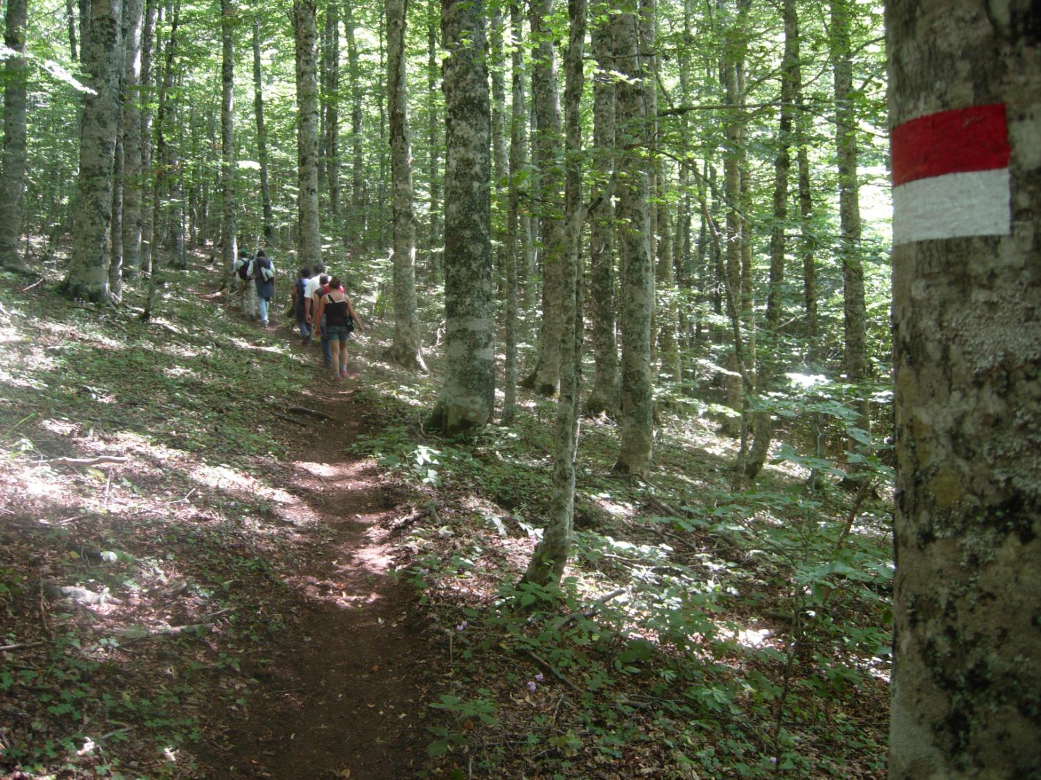 Nella faggeta del monte Arioso, lungo la via dei boschi (foto Antonello Sica)