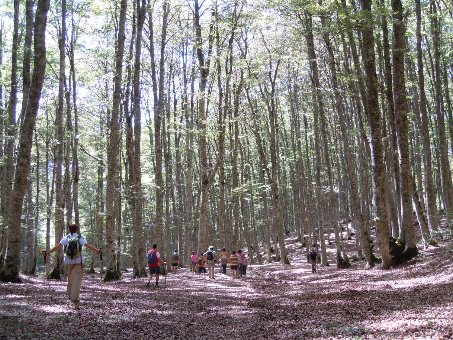 Ingresso nel bosco della Costara, discendendo dalla via dell'aria (foto Antonello Sica)