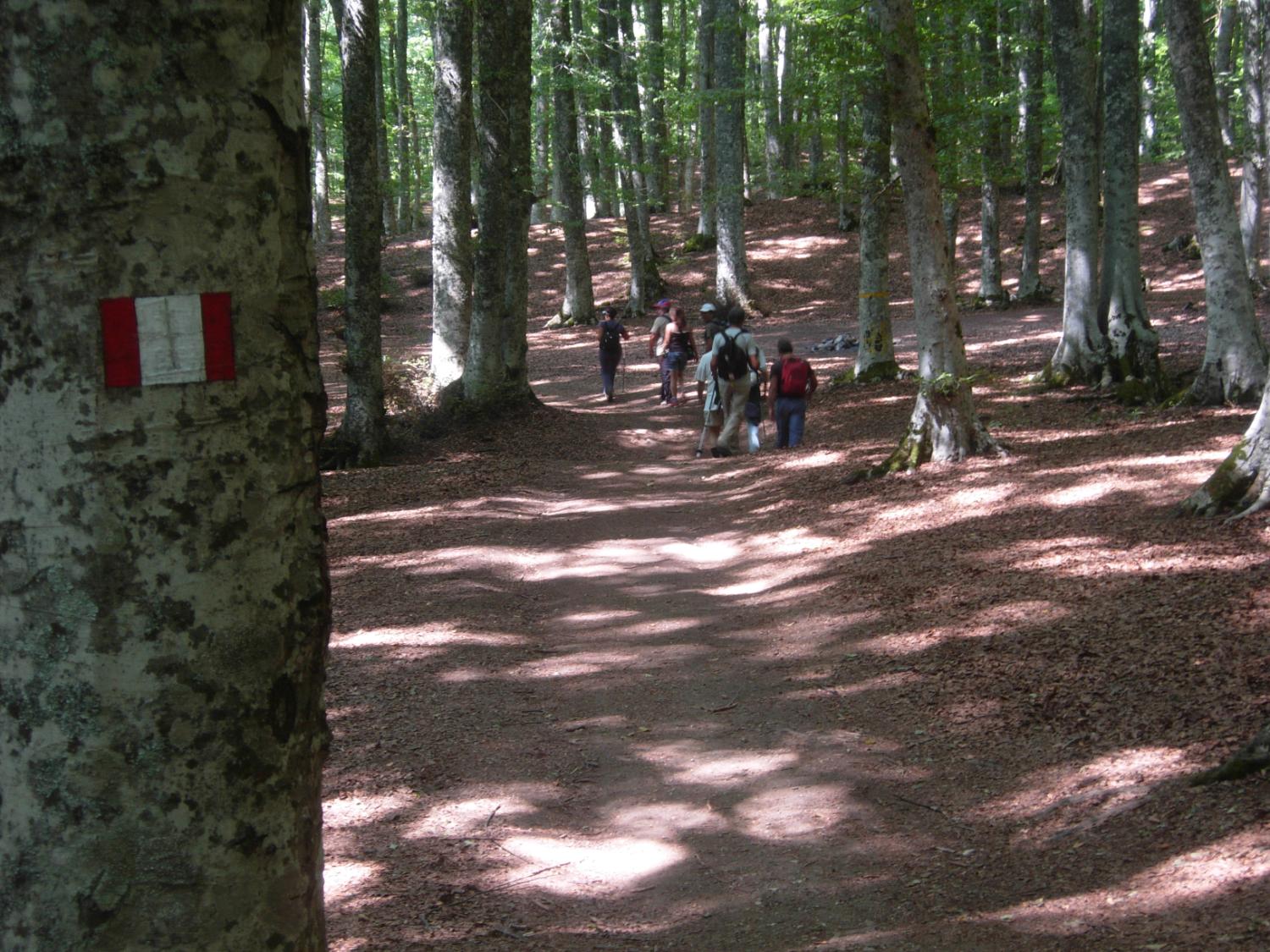 Nel bosco della Costara, lungo la via del Faggio di San Michele