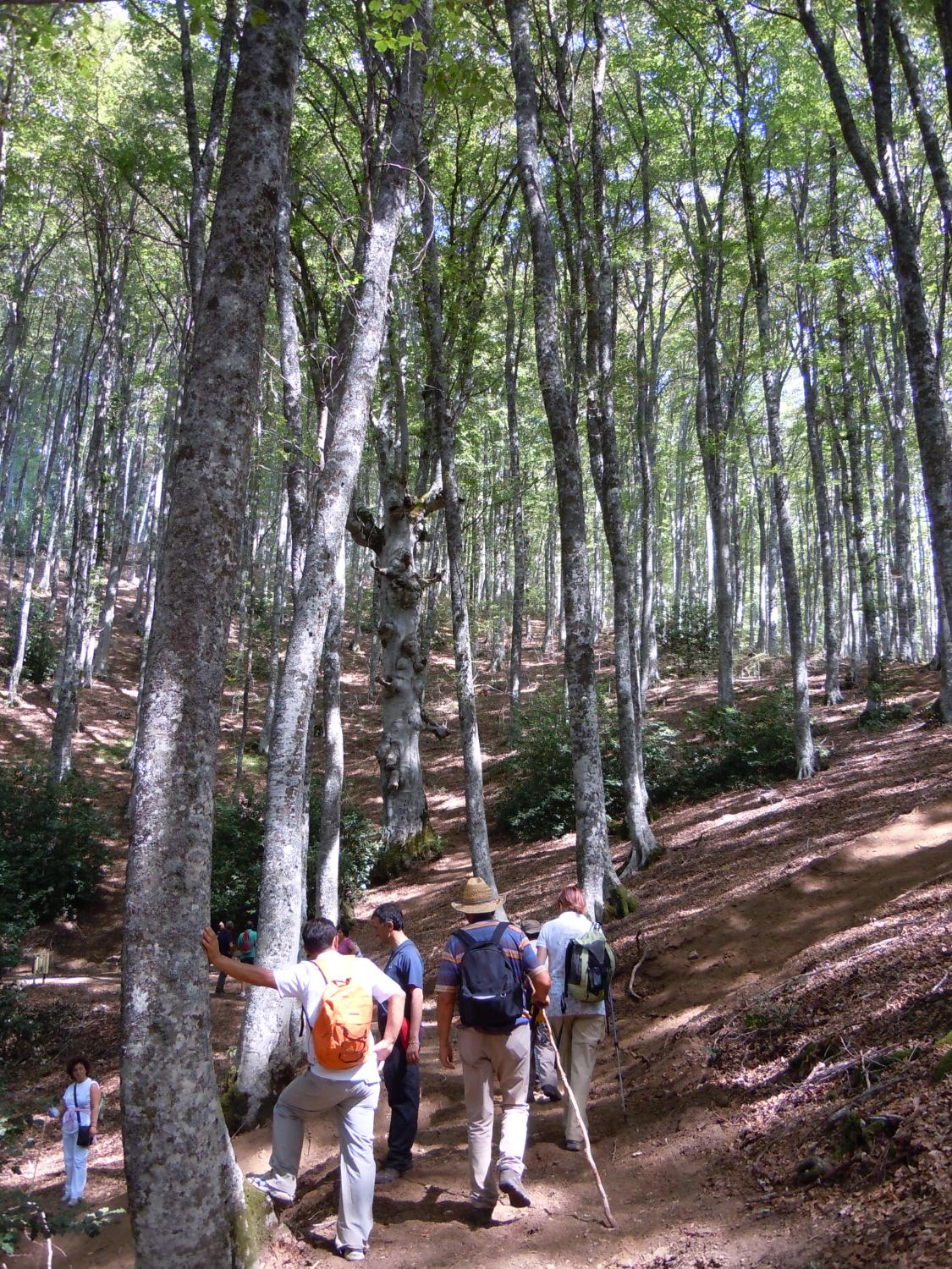 Nel bosco della Costara, in prossimità del Faggio di San Michele (foto Antonello Sica)