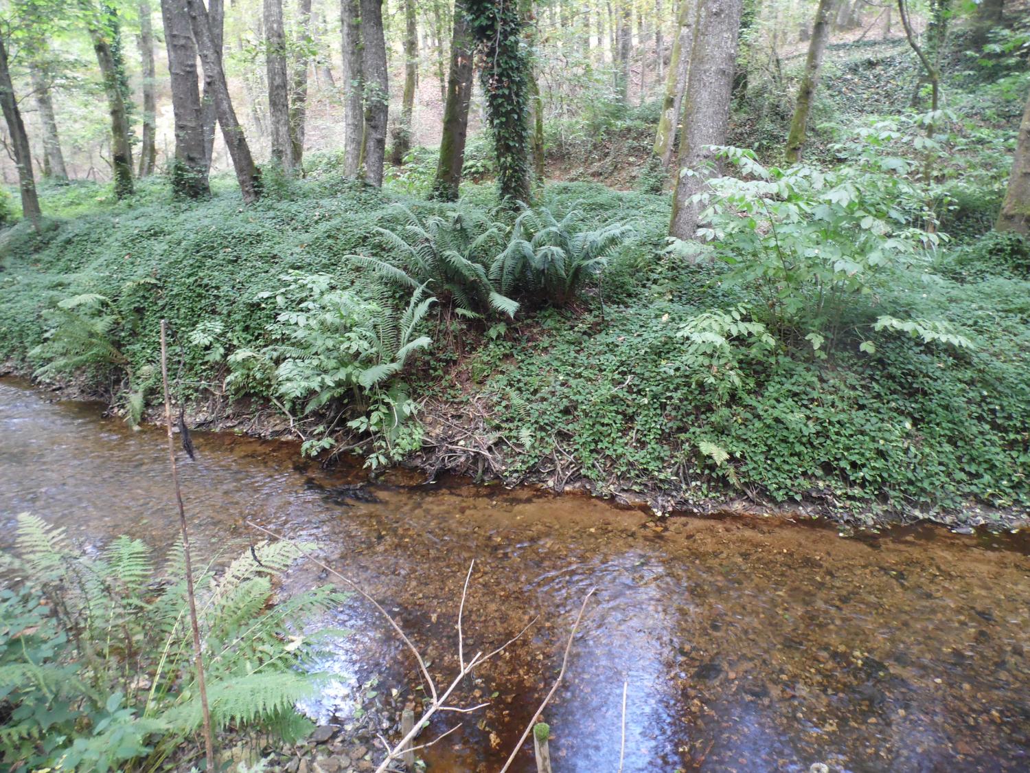 Vegetazione riparia lungo il torrente Allaro (foto Antonino Falcomatà)