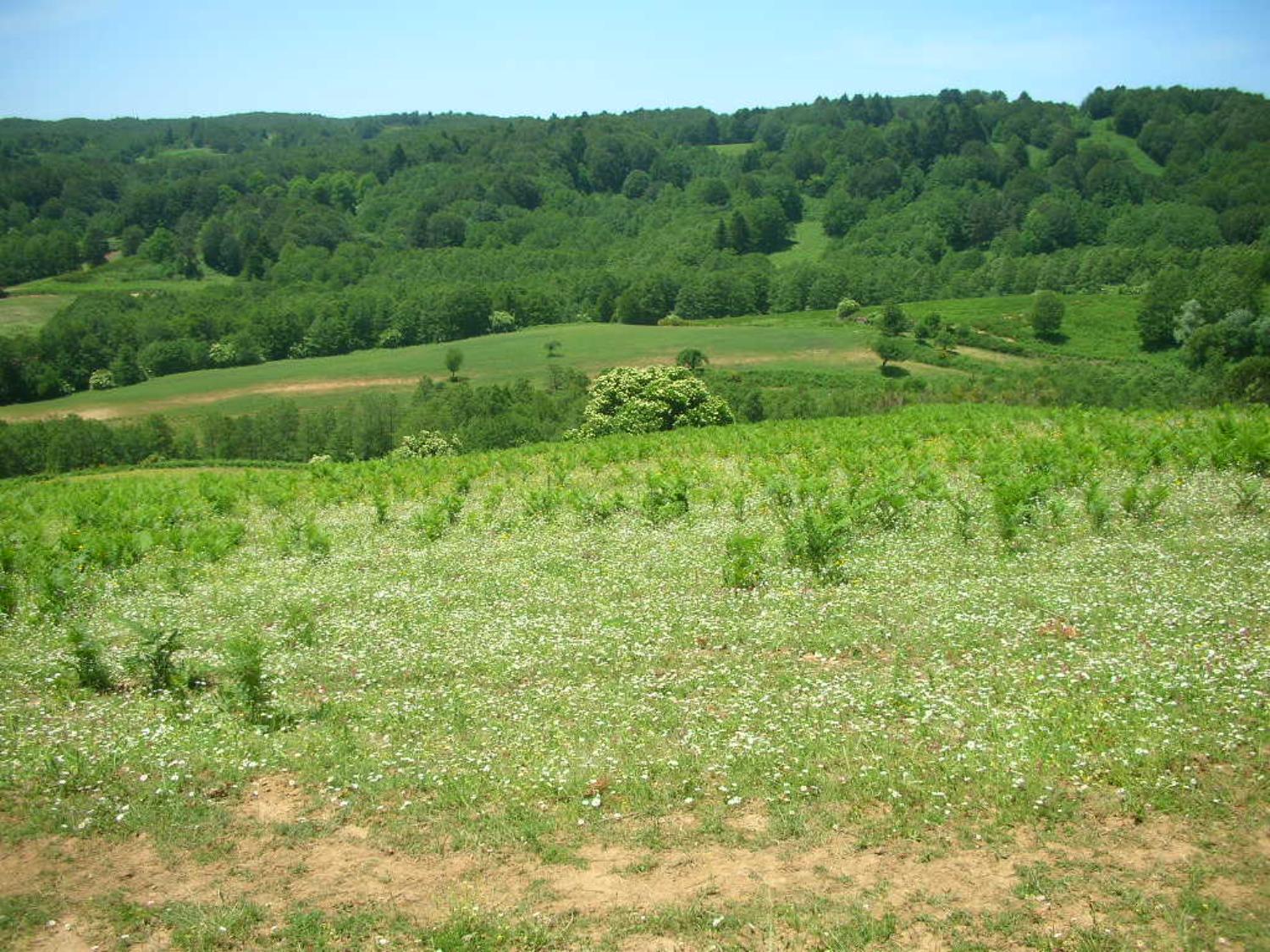 Prateria e faggeta sullo sfondo (foto Antonino Falcomatà)