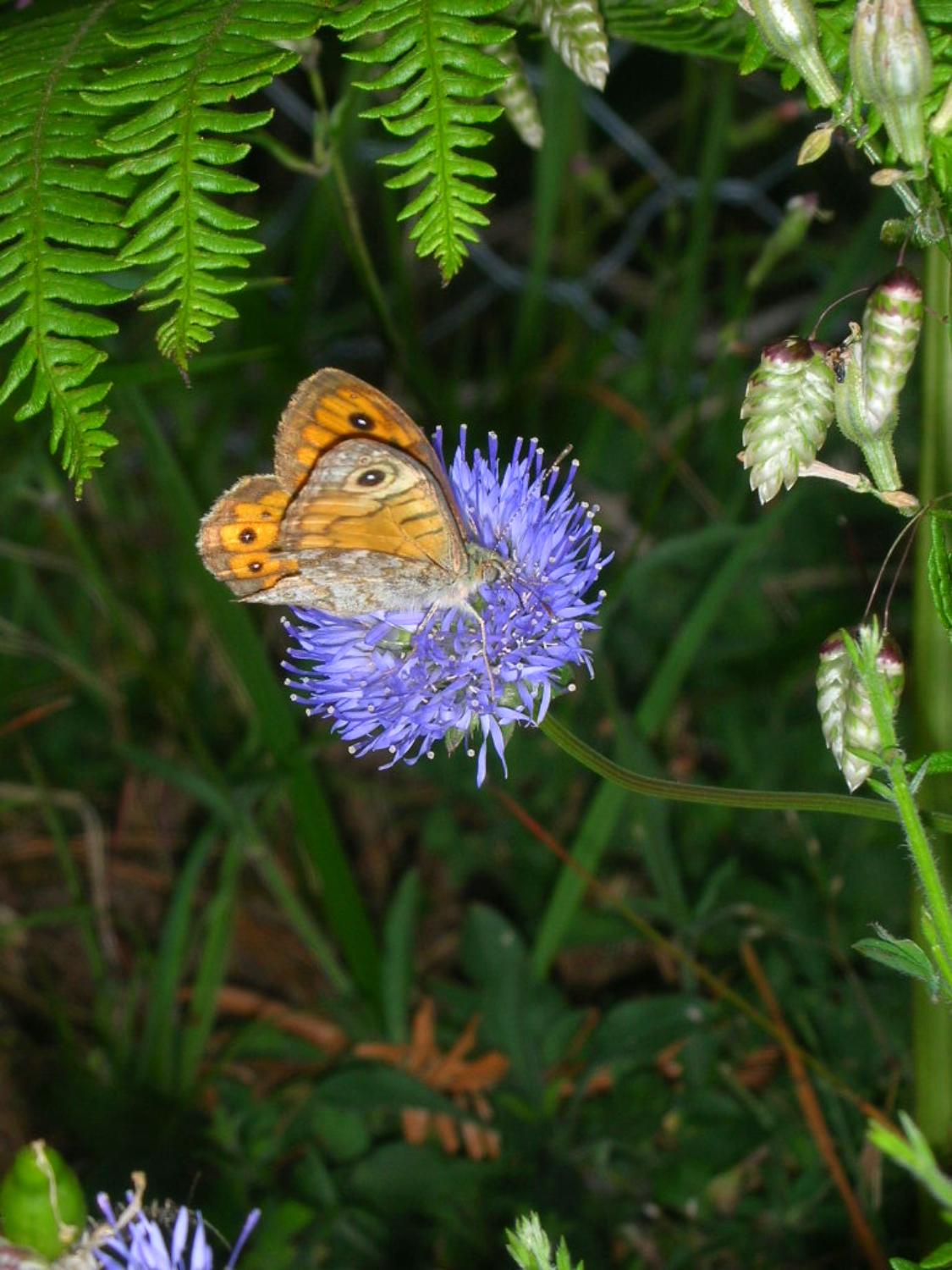 Incontri nella natura (foto Antonino Falcomatà)