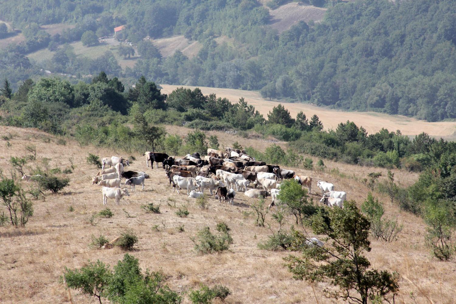 Incontro lungo il Sentiero Frassati (foto Andrea Ghirardini)