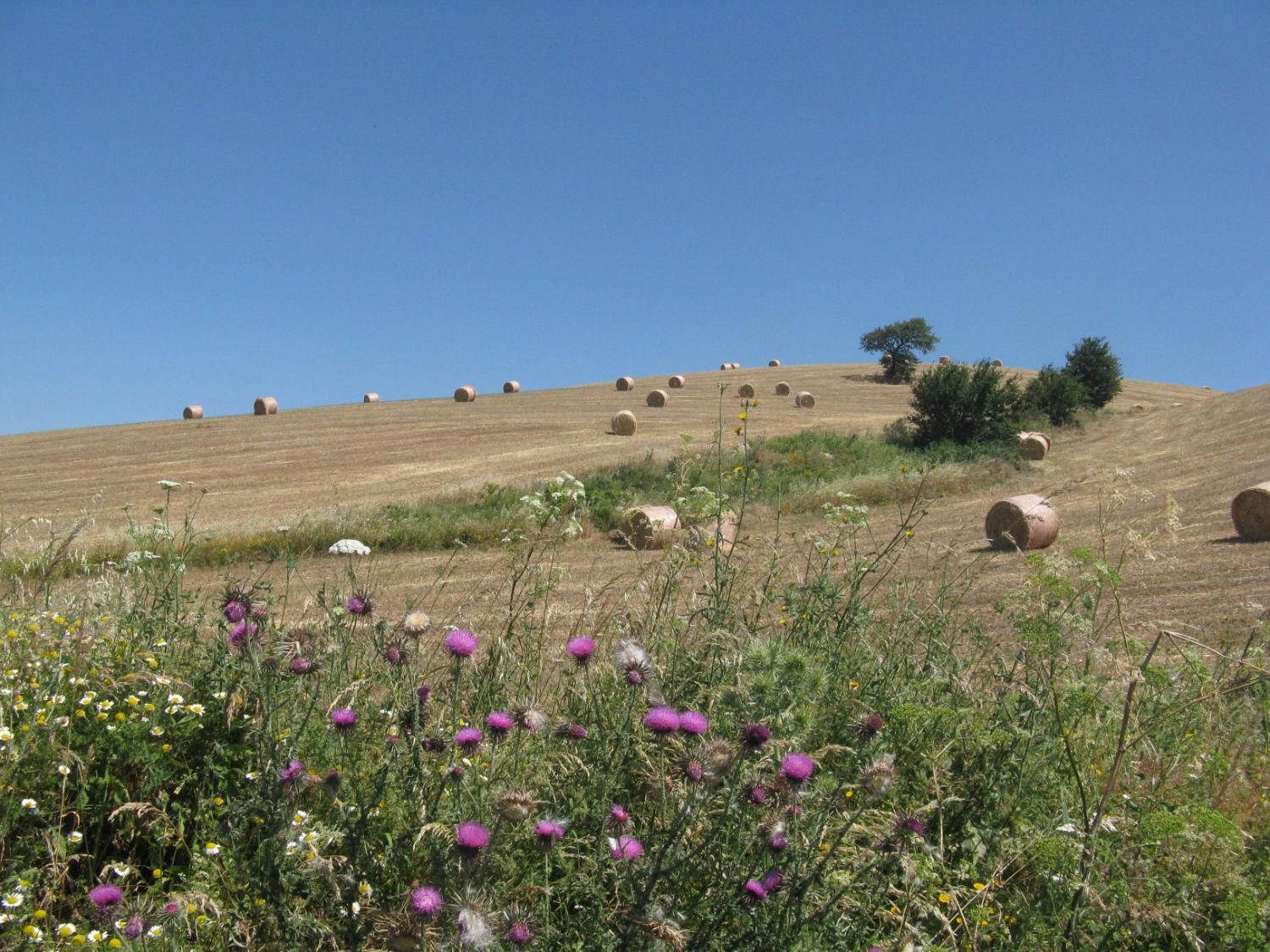 Il paesaggio lungo il Sentiero Frassati (foto Michele Del Giudice)