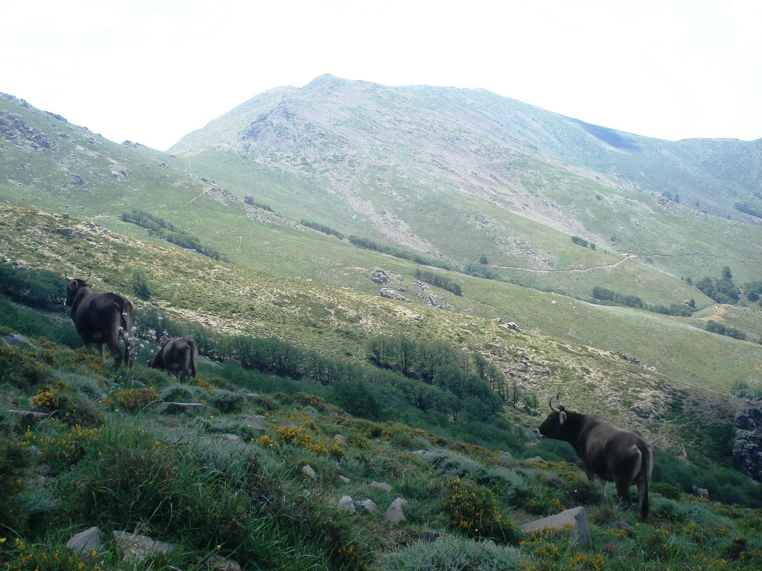 Salendo da Desulo sul sentiero CAI 721 (foto Pierfrancesco Boy)