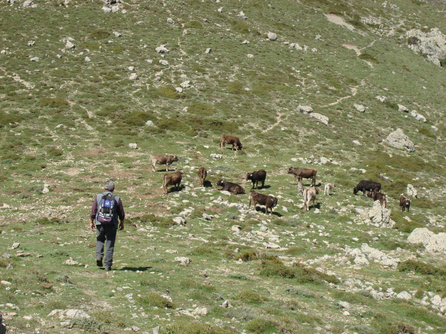 Pascoli sul sentiero CAI 761, prima di Genna Orisa (foto Emilia Sechi)