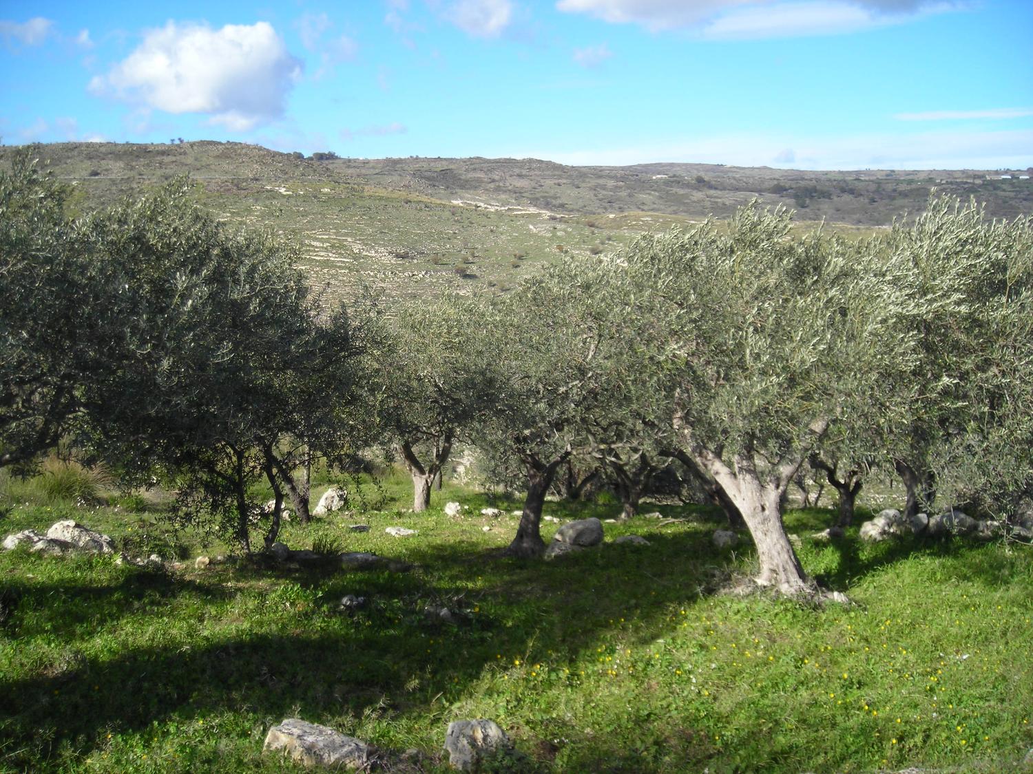 Paesaggio caratterizzato dagli uliveti (foto Archivio Sentieri Frassati)