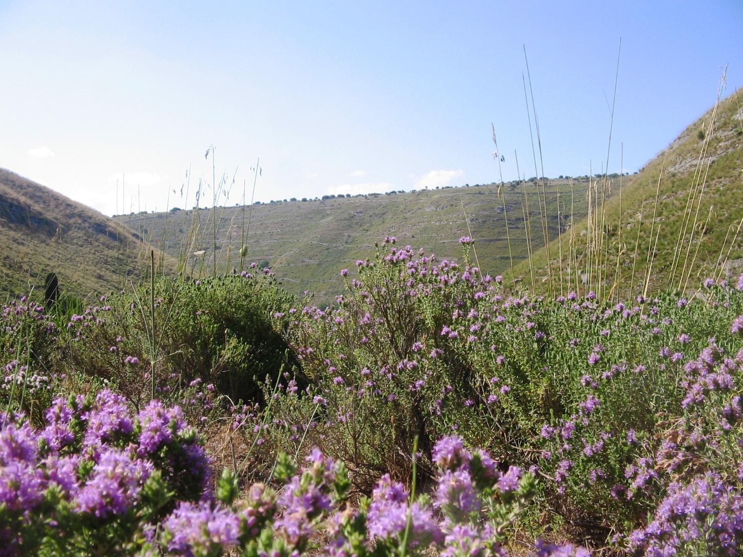 Timo in fiore e terrazzamenti sullo sfondo (foto Vittorio Aimone)