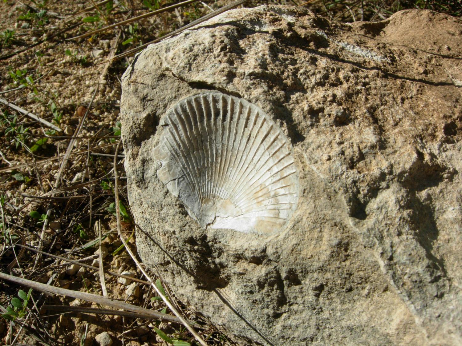 Un fossile che sembra farci da segnavia dell spirito (foto Arianna Sica)