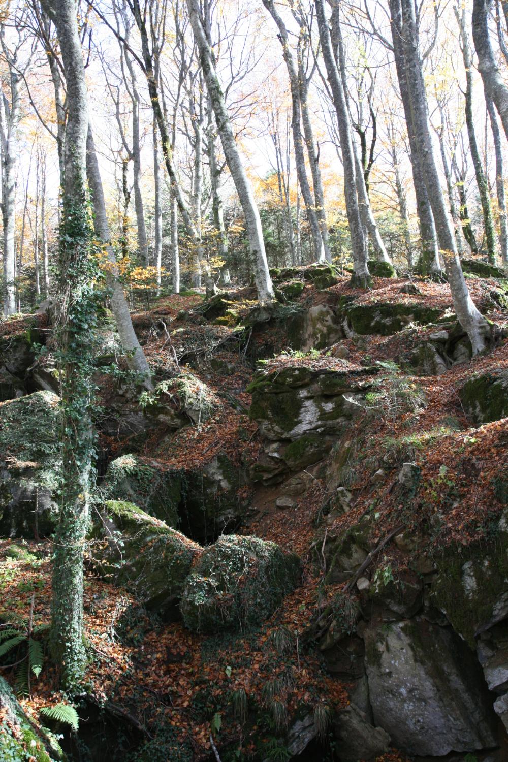 I faggi sembrano nascere dalla roccia (foto Andrea Ghirardini)