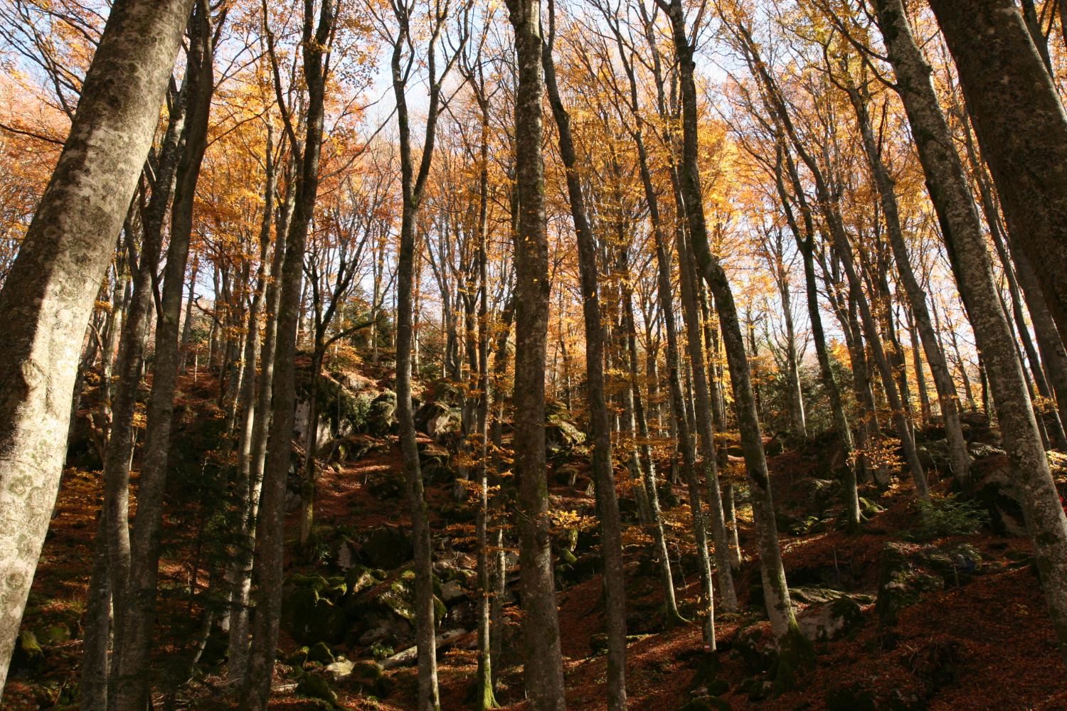 Labirinto di faggi e roccia sul sentiero CAI 053 (foto Andrea Ghirardini)