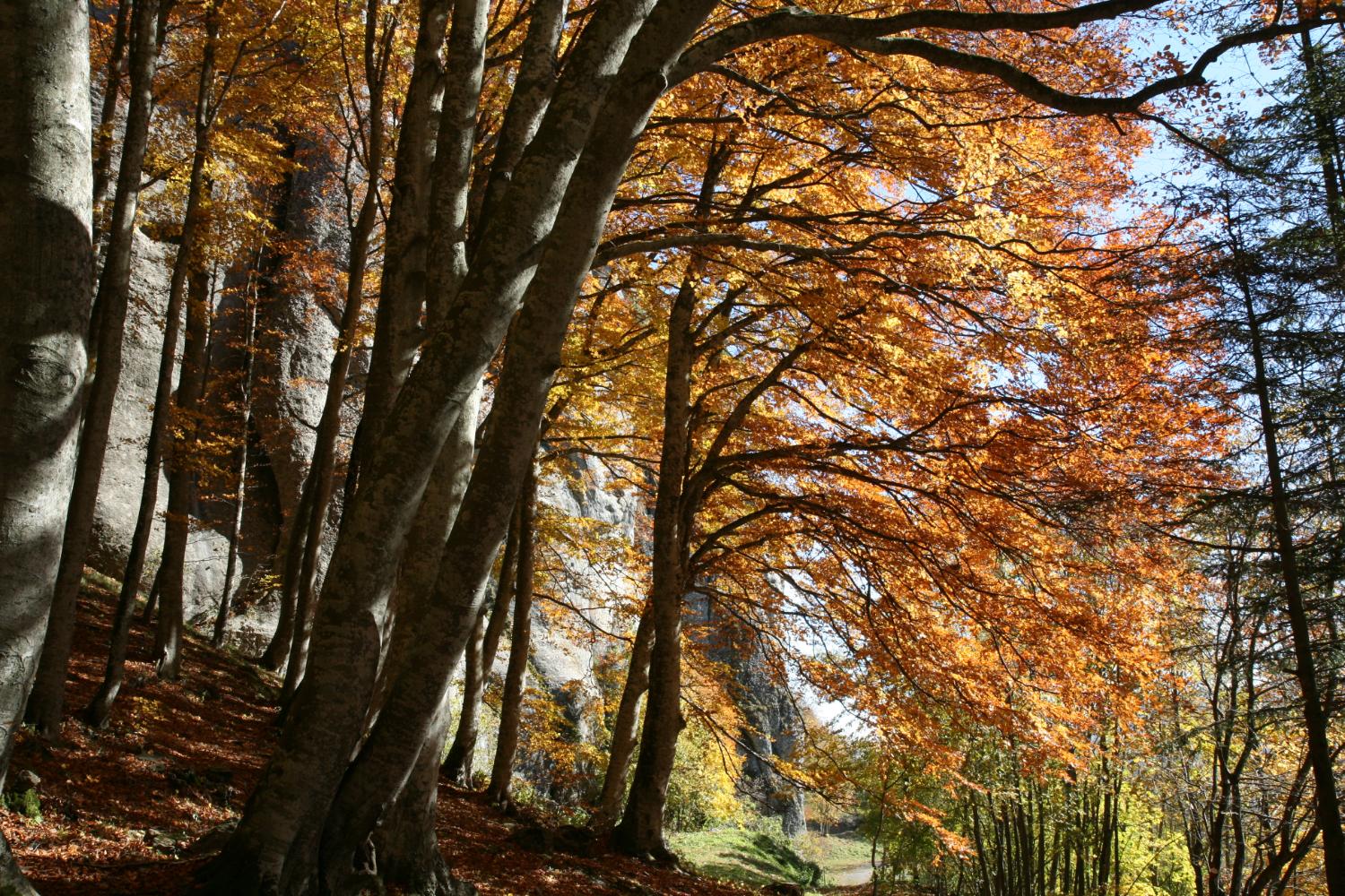 Uscita dal Bosco, verso la scogliera delle Stigmate (foto Andrea Ghirardini)