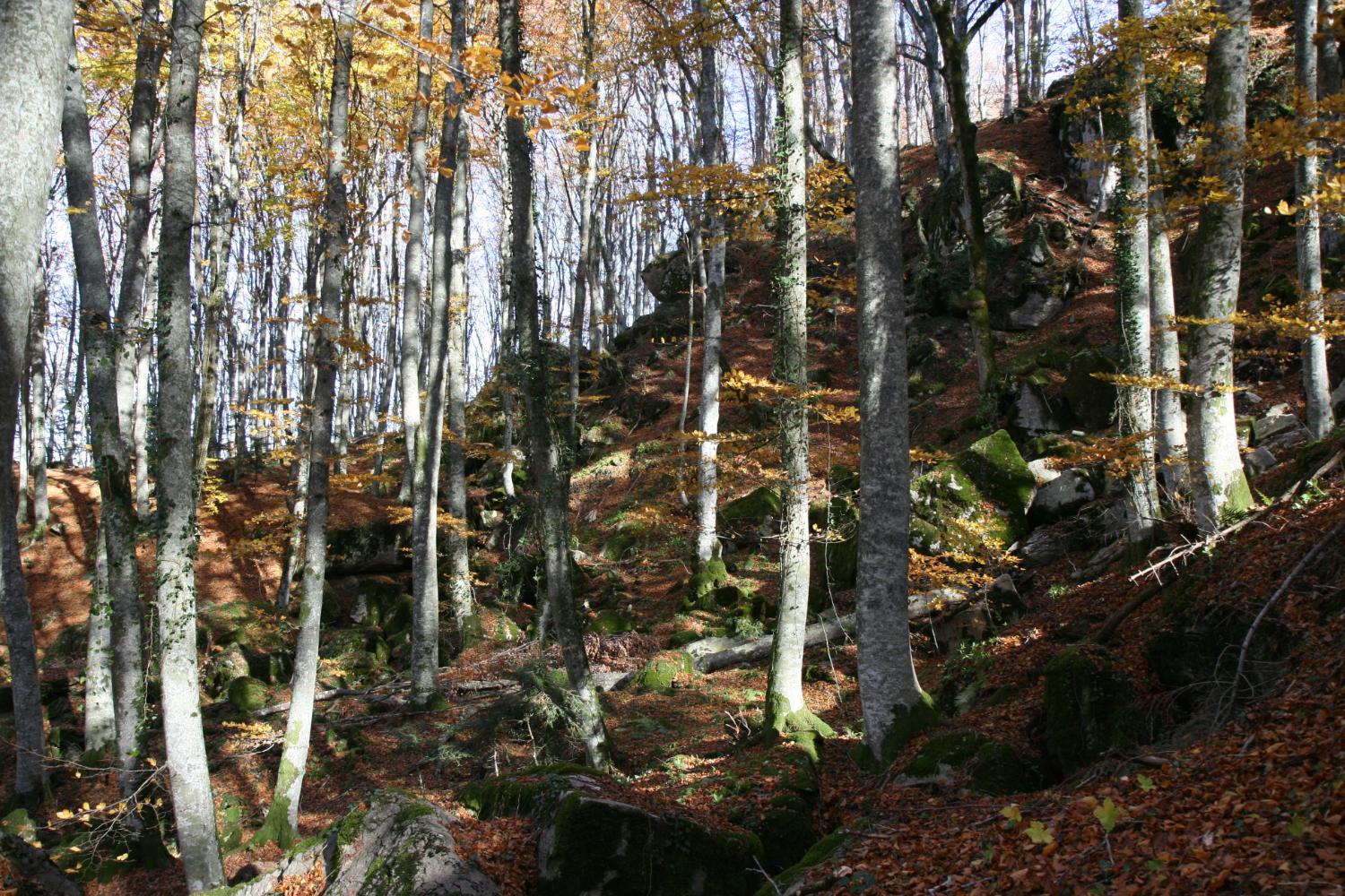 Salendo al monte Penna, lungo l'anello alto, i faggi somigliano a canne d'organo (foto Andrea Ghirardini)