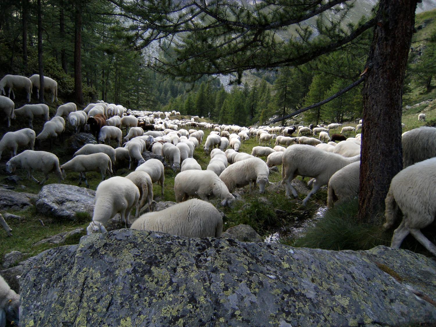 Incontri sulla salita da Fiéry verso Vardaz (foto Franco Grosso)